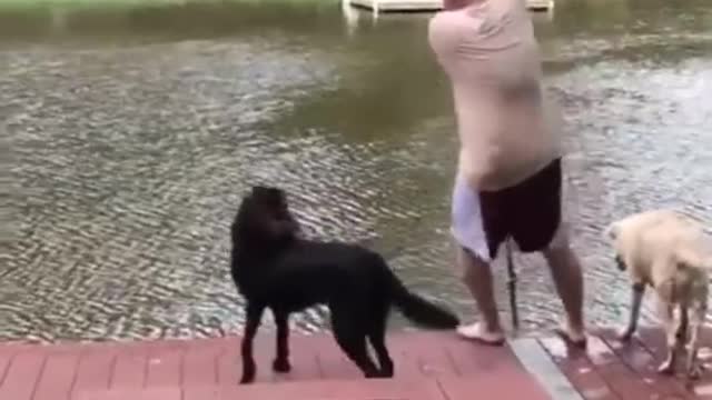 Loyal Dog Help His Owners Bangala