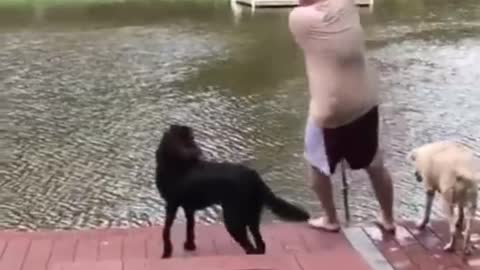 Loyal Dog Help His Owners Bangala