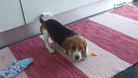 Beagle puppy confuses orange slice for toy