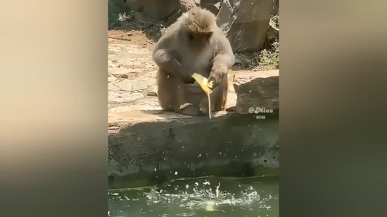 Funny Clips Of Animals