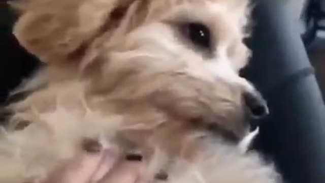 You Got Me | Cute Dog Feel Anger During Disturbance