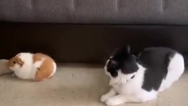A brave puppy on his duty as a security guard. #puppy #security #guard #cat #funny #video