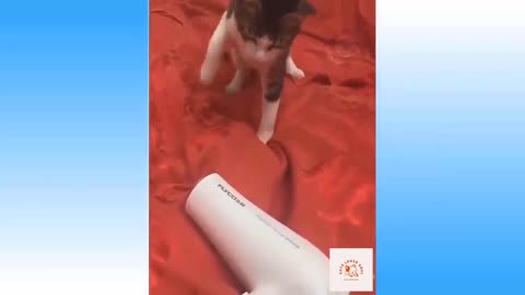 Cut cat videos#