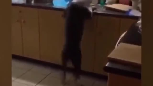 Funny pets dog πΆππ€£π¨π¨