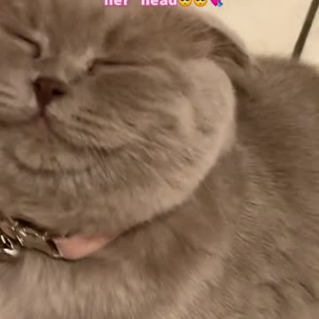 Rub my head for a smile#fyp #cat #scottishfold #foryourpage #britishshorthair