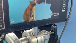 Superstar Cat Films A Commercial!