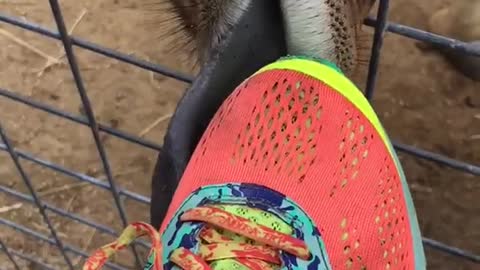 Giraffe licks guys orange shoe