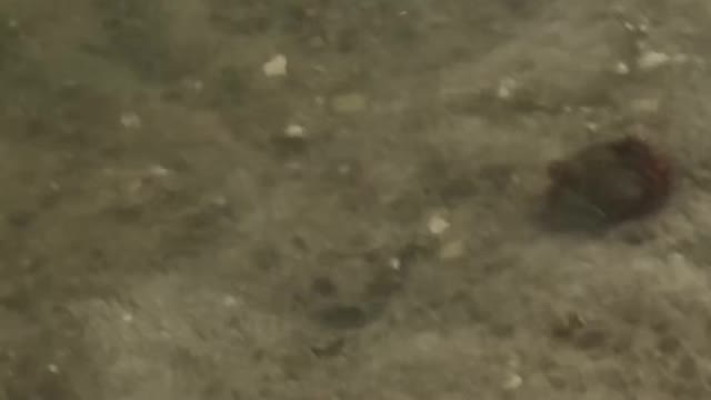 Hermit Crab “Walks” In Paradise