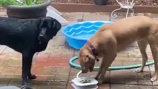 Two dogs drawing water together