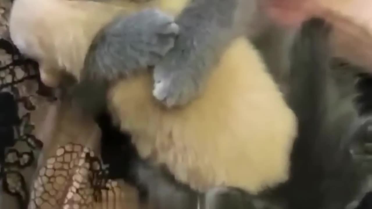 Funny animal video 😂