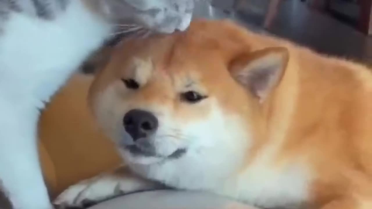 Unlikely Friendship Astonishing Cat and Dog Duo !