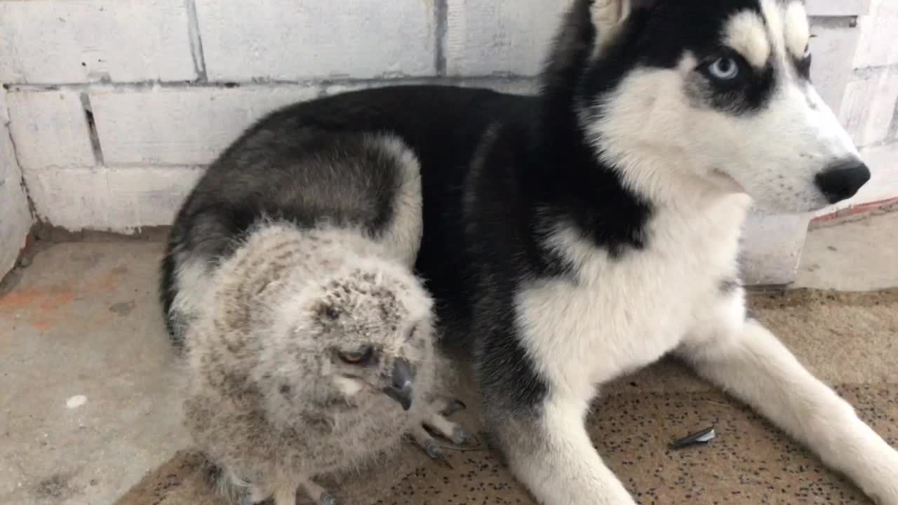 Heartwarming friendship between husky and baby owl