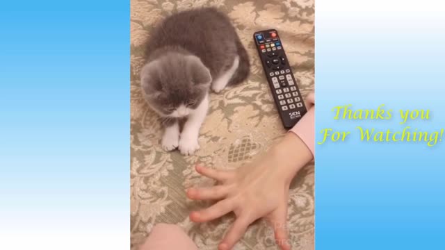 Cute and Funny Cats. Take a look