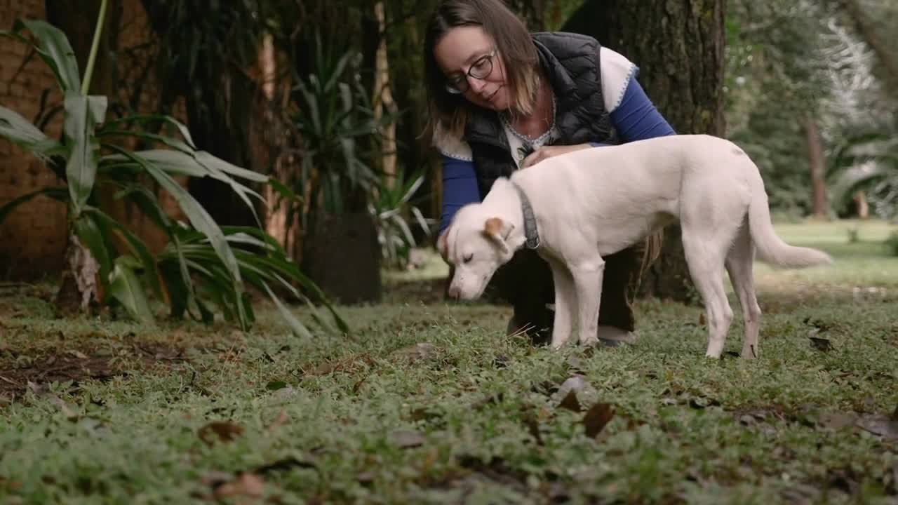 Calm happy mixed breed mongrel dog get petted off leash by her female owner outdoors