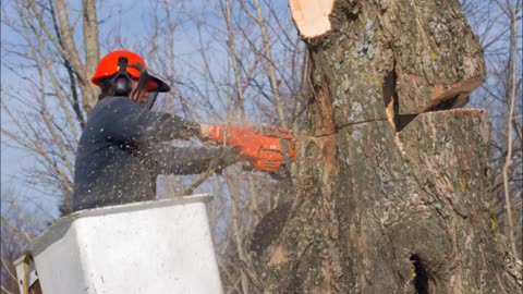 Top Notch Tree Service - (318) 709-3553