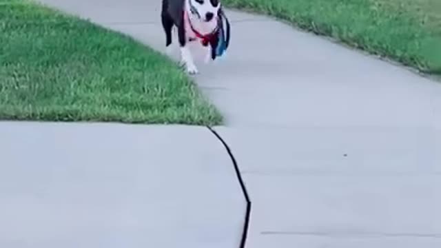 Adorable Dogs Walking Themselves