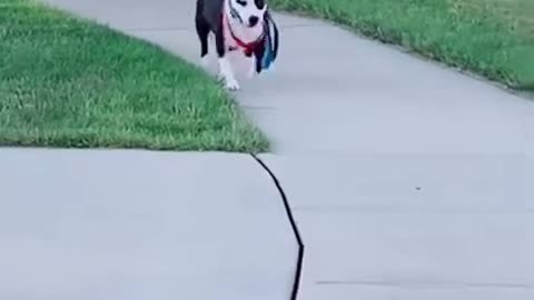 Adorable Dogs Walking Themselves