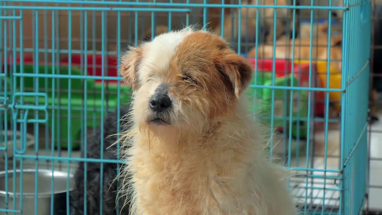 Portrait of sad mixed breed dog behind the fences. Dog in a shelter or an animal nursery