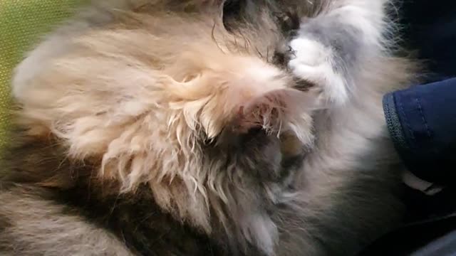 Don't disturb me while I'm sleeping. My cat