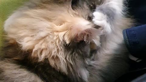 Don't disturb me while I'm sleeping. My cat