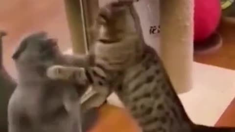 Funny video cat 🐈🐈🐈🐈🐈🐈🐈🐈🐈😺😺😺😺