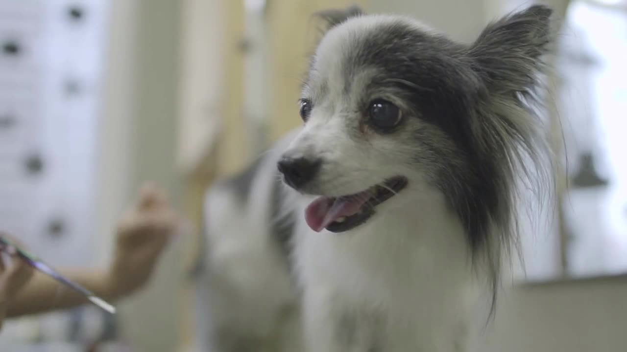Pet groomer dog hair with scissors in grooming salon