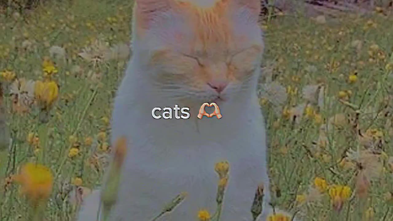 Cat cout video