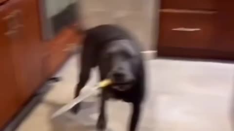 Dog Got Upset With The Owner