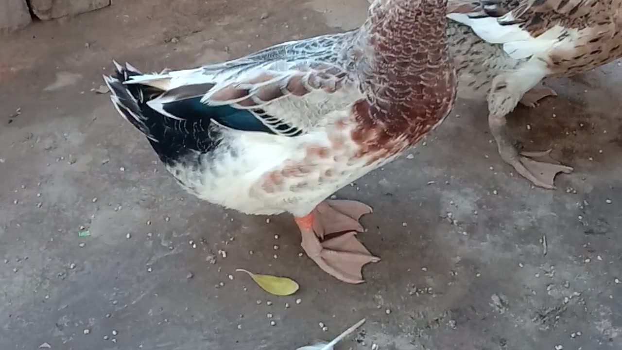 I Found Duck Like Ducky Bhai Duck