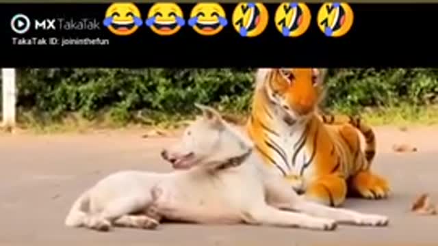 Tiger 🐅 prank with dog