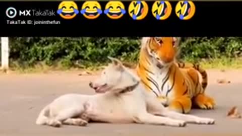 Tiger 🐅 prank with dog