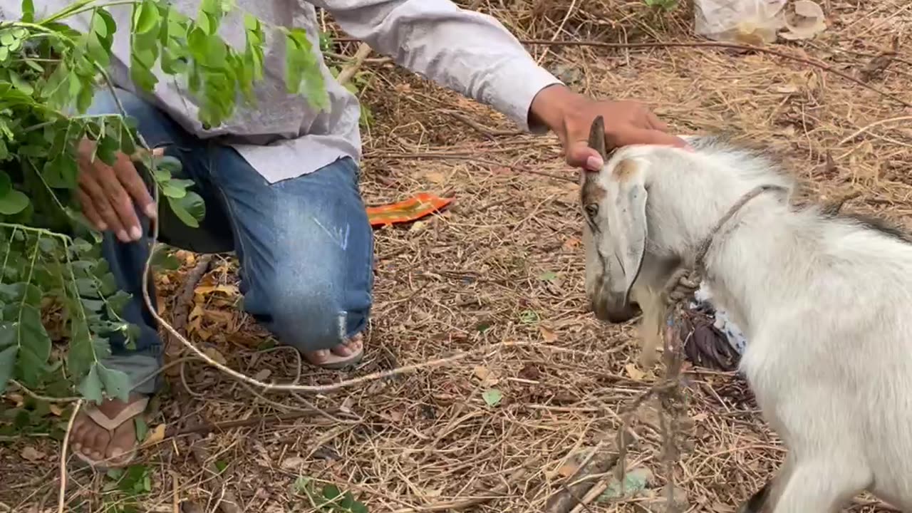 Funny Goat, cute goat Ep5