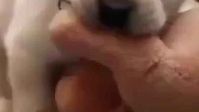 66- Cute, cute and happy as they should be #funny