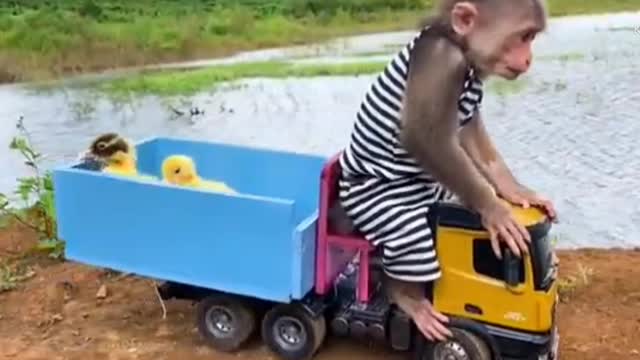 BiBi takes ducklings to pick fruits at the farm