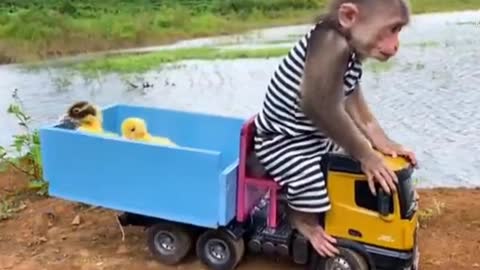 BiBi takes ducklings to pick fruits at the farm