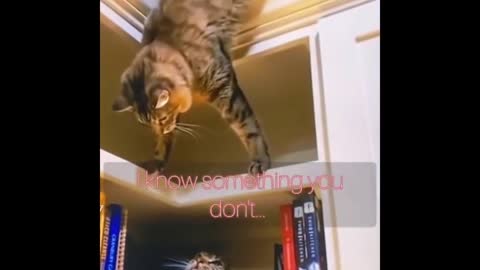 Funny cats 😹-Don't try to stop laughing😂 enjoy