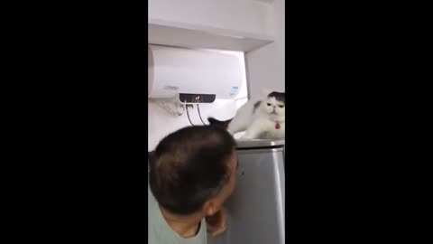 Kitty cat Funny video