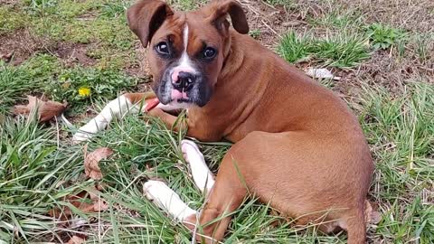 Boxer Puppy Pretending to be Tired