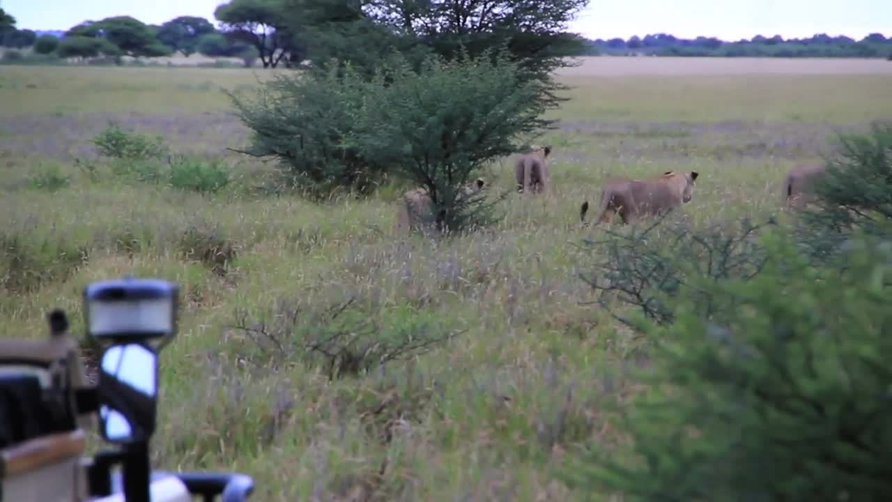 Lions walking by car