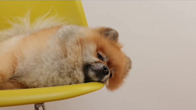 The most cute and most funny dog