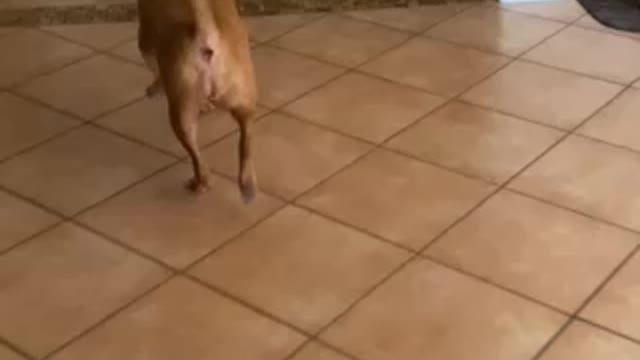 How to visit a Belgian Malinois