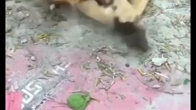 Cat Playing With Mouse. Funny Video.😂