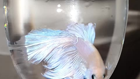 White betta fish