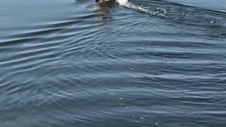 Yorkie Loves to Go Boating