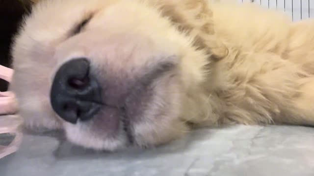 Puppies are safest when they are asleep