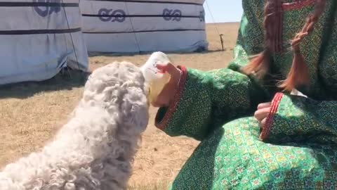 A girl is feeding a lamb