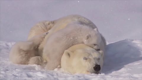 Family of white polar bear with Little Cubs