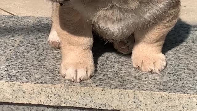 Adorable Korean Native Puppy