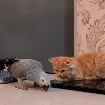 African Grey Parrot and Cat