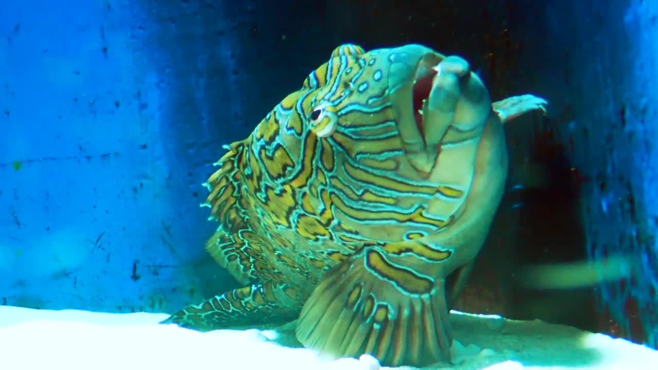 Giant hawkfish Cirrhitus rivulatus